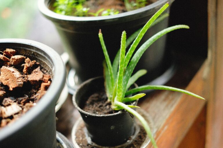 Top 10 Plantas Medicinales que Debes Tener en Casa para una Vida Saludable