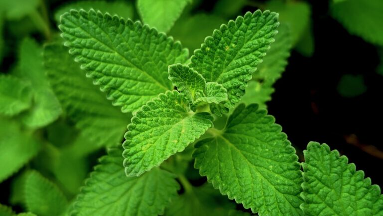 Top 10 Plantas Medicinales que Deberías Conocer para una Vida Libre de Medicamentos